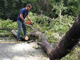 How Our Tree Care Process Works  in  Haven, KS